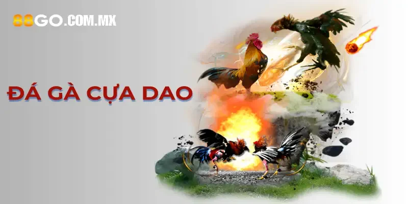 Đá gà cựa dao là gì và tại sao nó thu hút người chơi?