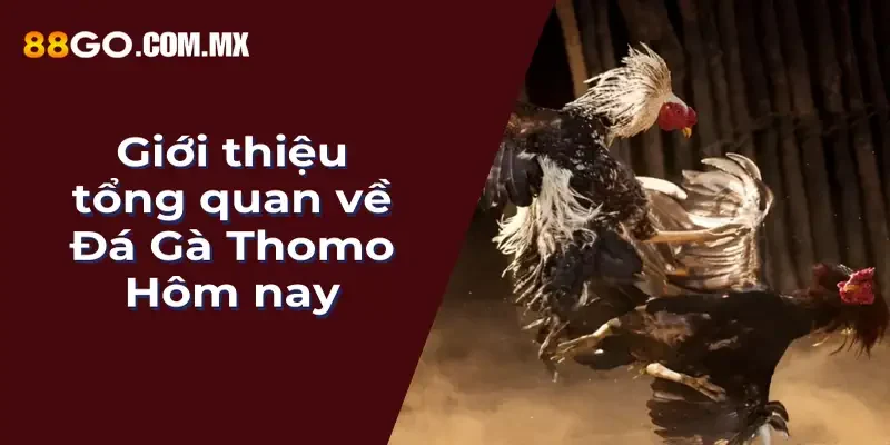 Giới thiệu tổng quan về Đá Gà Thomo hôm nay